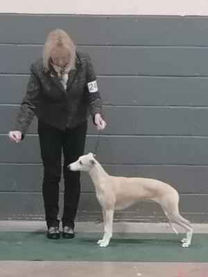 Palmik Truth About Love JW