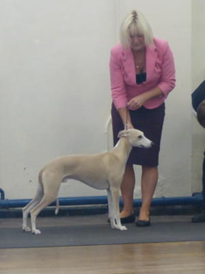 Palmik Live To Tell JW