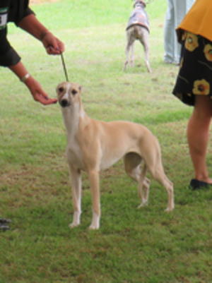 Palmik Carousel For Huntinghill JW