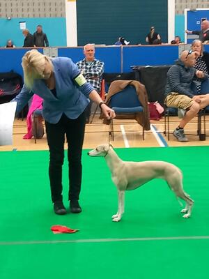 Palmik Truth About Love JW