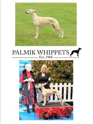 Ch Palmik Misty Eve JW( 5 CCs 5 RCCs)
