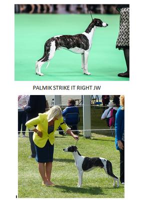 Ch/Am Ch Palmik Strike It Right JW 4 CCs 5 RCCs