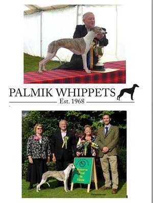 Ch Palmik Magical Whispers JW (24 CCs 15 RCCs)
