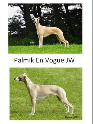 Ch Palmik En Vogue JW ShCM (10 CCs 13 RCCs)