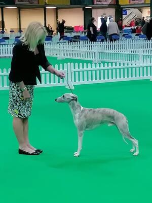 Palmik King Arthur JW