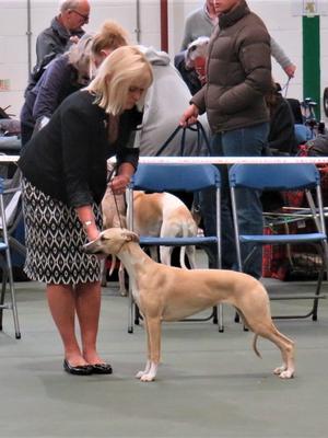 Palmik Carousel For Huntinghill JW