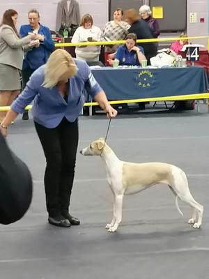 Bryntreia Whispered Love At Palmik JW