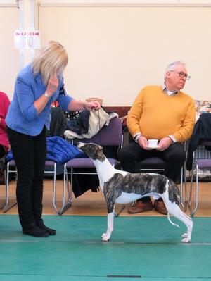 Palmik King Of Clubs JW