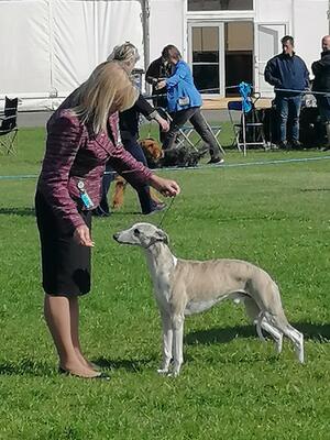 Palmik King Arthur JW