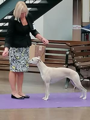 Ch Palmiki Misty Eve JW