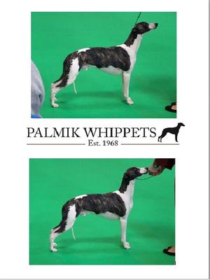 Ch/Am Ch Palmik Strike It Right JW 4 CCs 5 RCCs)