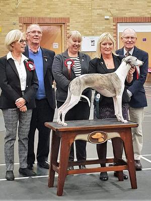 Ch Palmik Magical Whispers JW