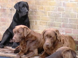 Dogs from yesteryear