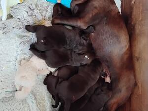 Chocolate puppies 4 bitches 2 dogs mum and pups.