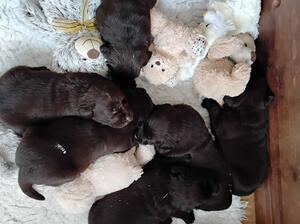 Pups now 3 and half weeks getting big boys and gir