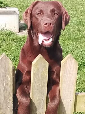 10 month chocolate bitch.