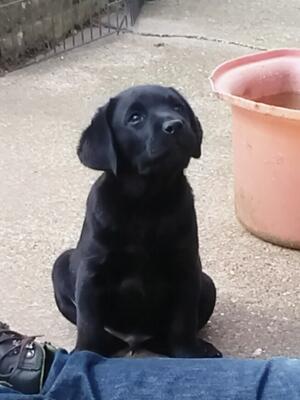 8 weeks and growing fast