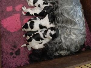 Blue roan dog puppy, show potential