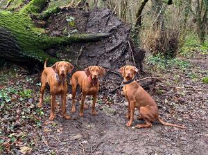 Monza Amber and Hazel