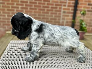Stunning Boy now available for Forever Home 🌟