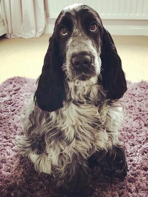 Maisy