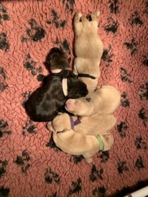 Litter produced