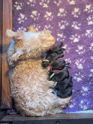 Mum with new litter produced