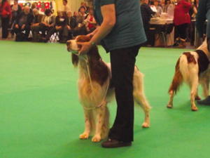 Jaffa at Crufts