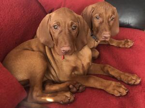 Bella and her brother Teddy