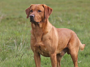 The Sire