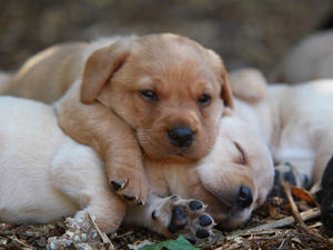Puppies 4 weeks old