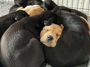 Dog pup