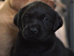 Dog Puppy