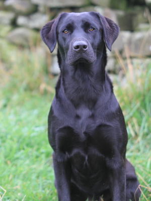 Contender Cober (dam)