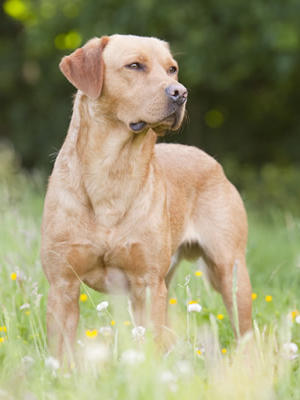 The Sire