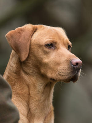 Contender Como