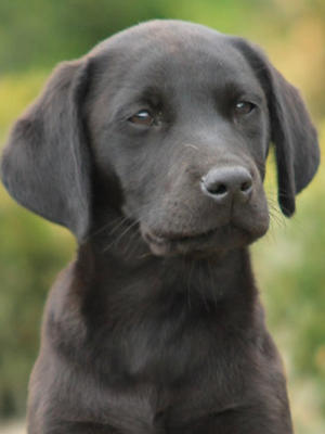 Available Puppy