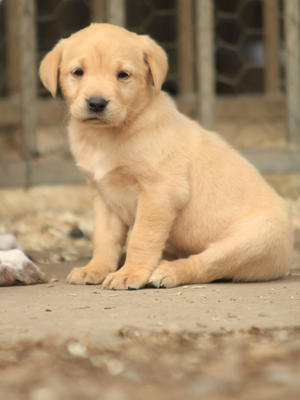 Black Puppy