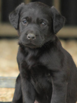 Available Puppy