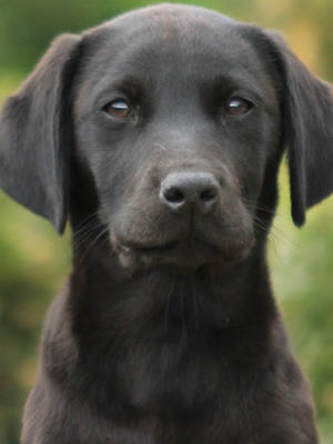 Available Puppy