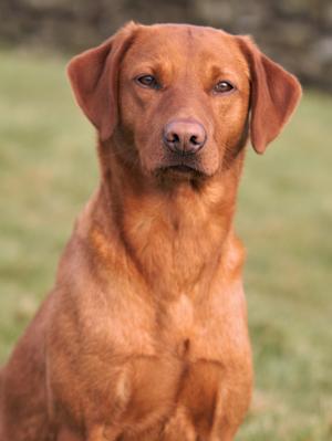 Contender Otto