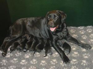 Truffles with her puppies when just born