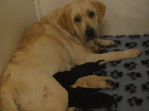 Evie with her puppies