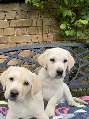 Puppies available