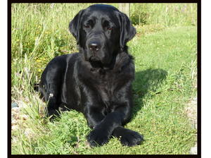 Mum 'Roma' crosses her paws for good 'luck'!