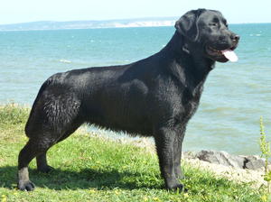 'Ella' - Very pleased with herself today!