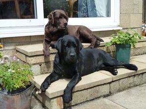 Roma ( foreground ) & mum Ruby, relaxing