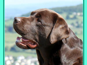 WES ~ Nessa's Sire