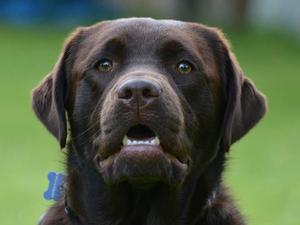 Ludo at 15 months
