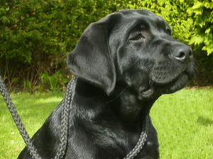 'Leo' as a puppy at 5 months